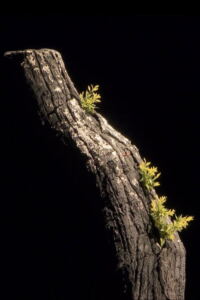 Giuseppe Verdi – La Forza del Destino-Filmplakat